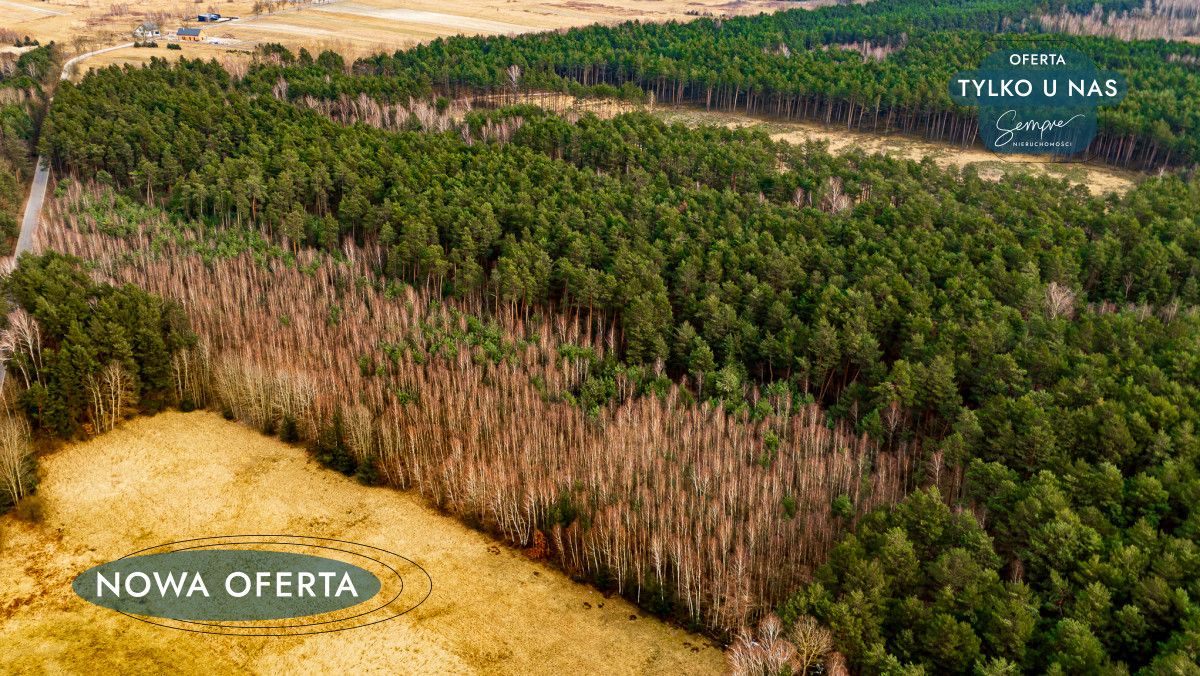 Działka leśna Szczerców, ul. Leśna. Zdjęcie 5