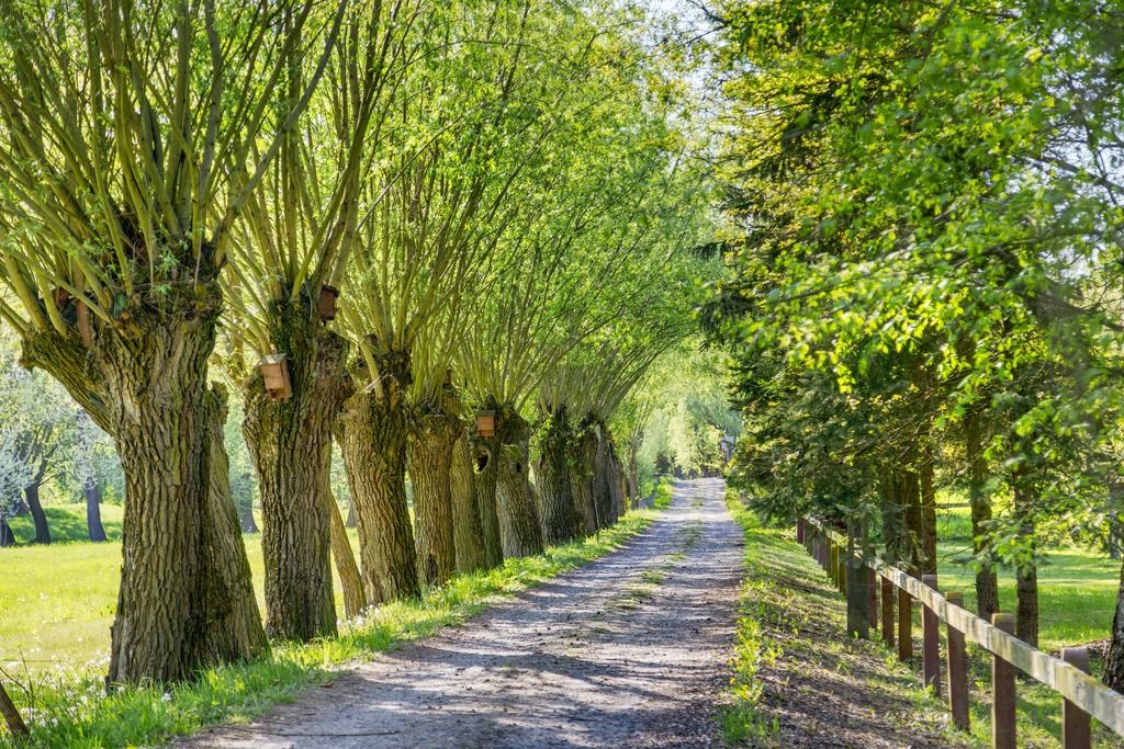 dom wolnostojący, 7 pokoi Zakroczym, ul. Starostwo. Zdjęcie 3