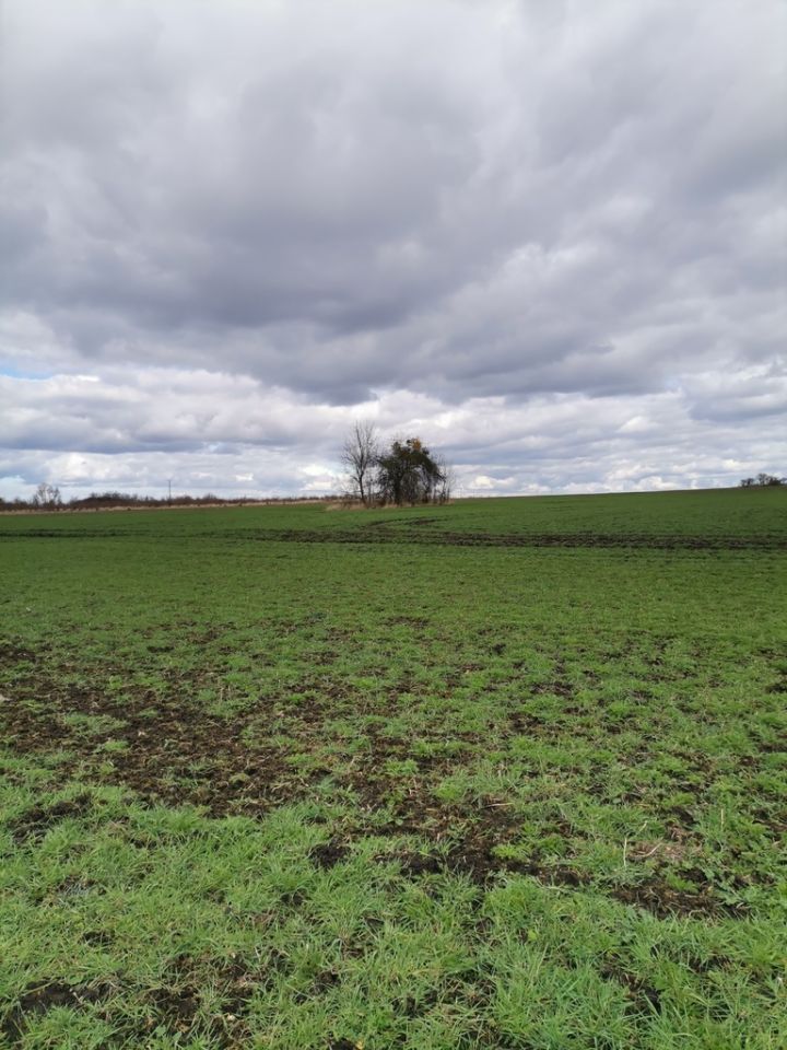 Działka rolna Będargowo. Zdjęcie 5