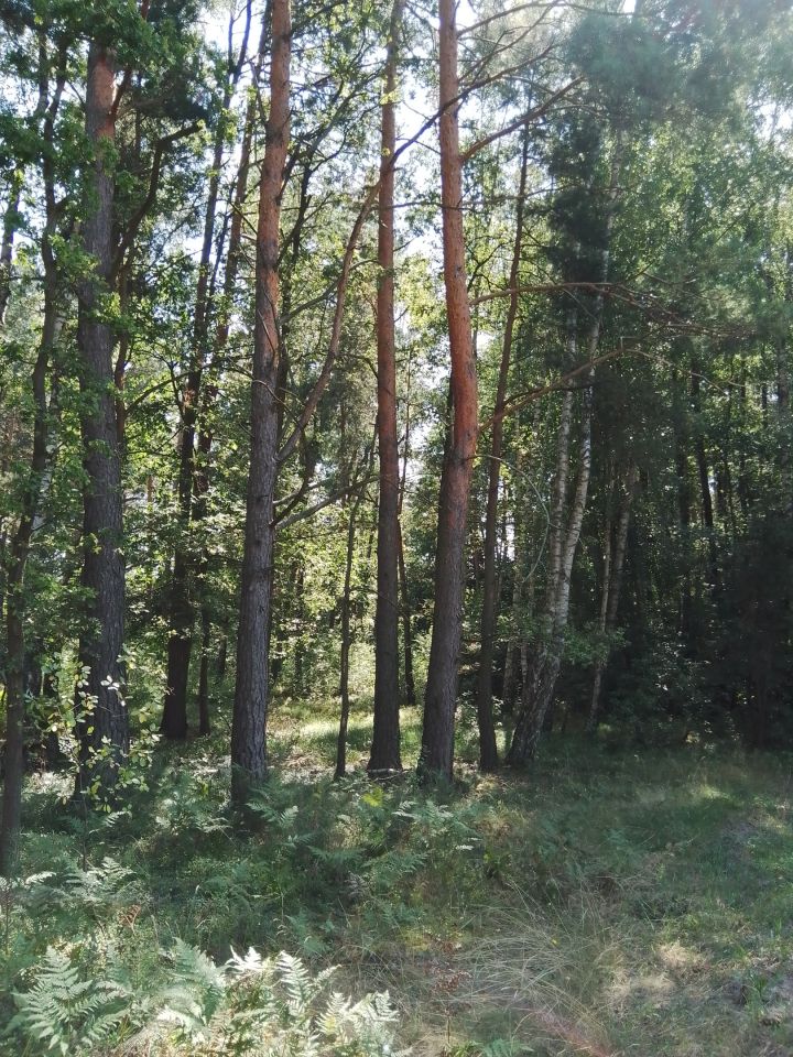 Działka rolno-budowlana Zofia. Zdjęcie 4