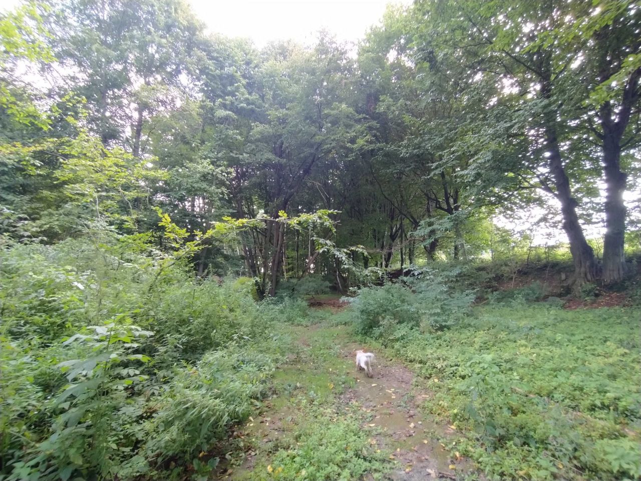 Działka rolna Polany. Zdjęcie 8