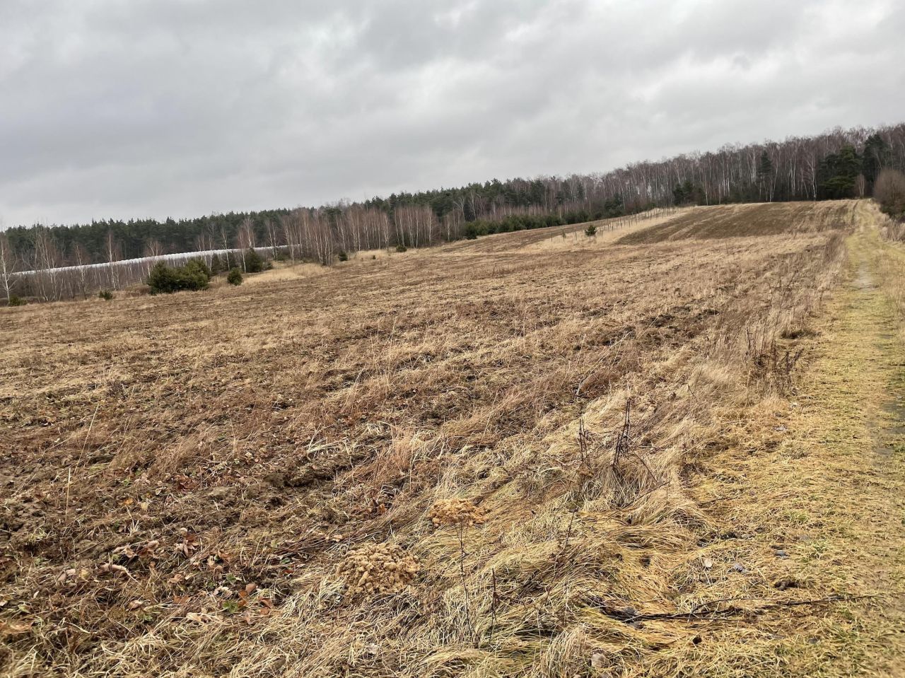 Działka rolno-budowlana Promna-Kolonia. Zdjęcie 3