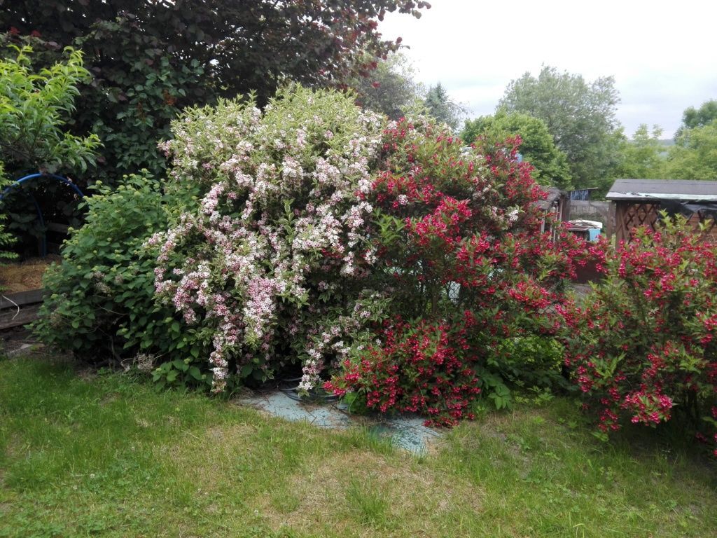 Działka rod Bytom, ul. Brzezińska. Zdjęcie 3