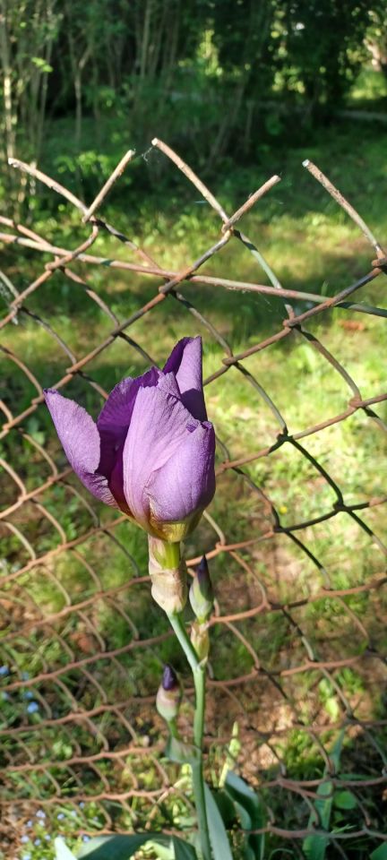 Działka rod Warszawa Targówek, ul. Lewinowska. Zdjęcie 7