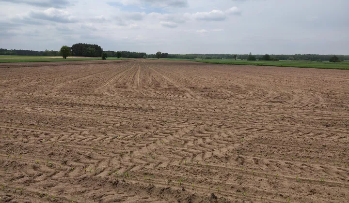 Działka siedliskowa Jasionna, Jasionna