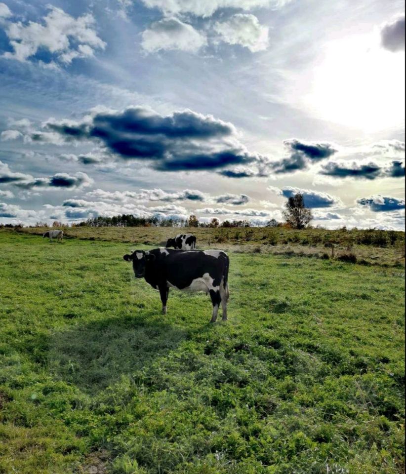 Działka rolna Knipy. Zdjęcie 6