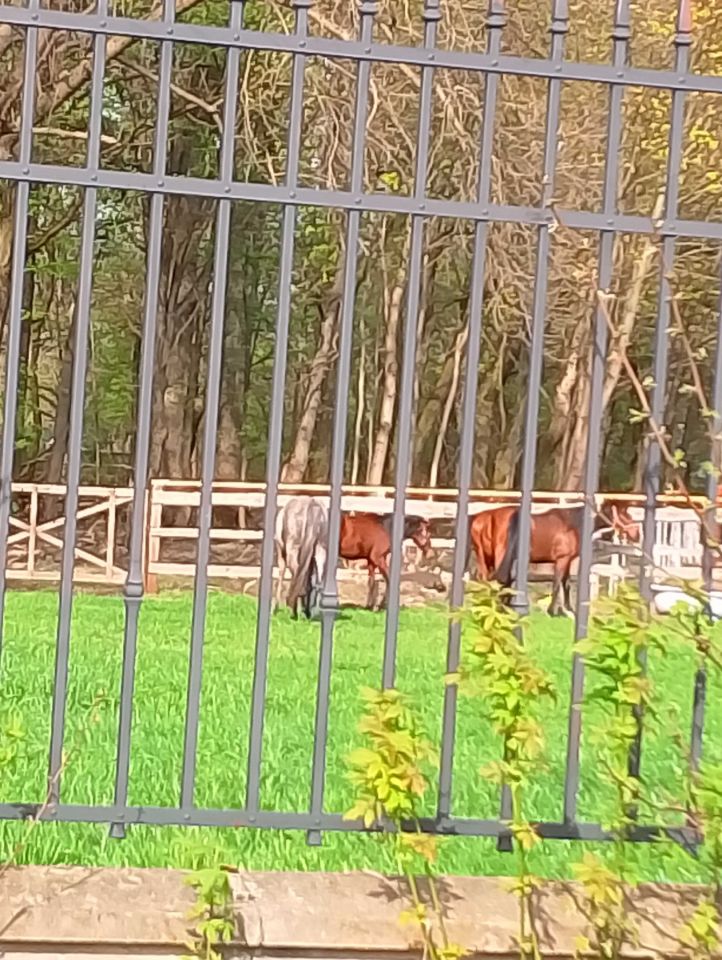 Działka budowlana Nowa Wieś. Zdjęcie 8