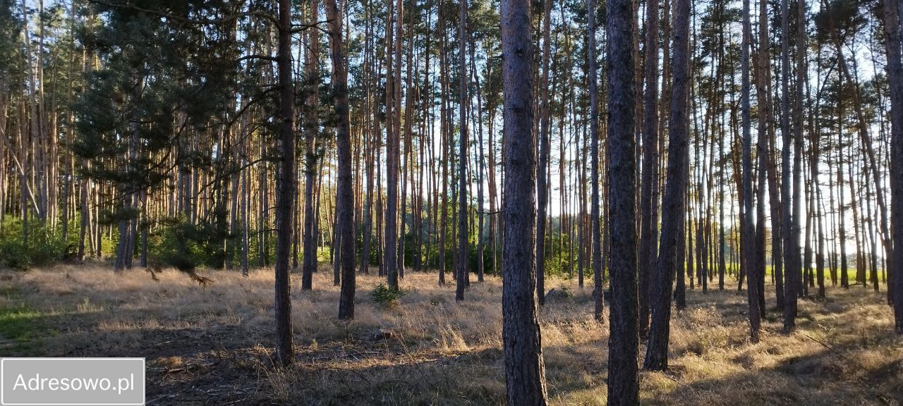 Działka leśna Piękocin. Zdjęcie 10