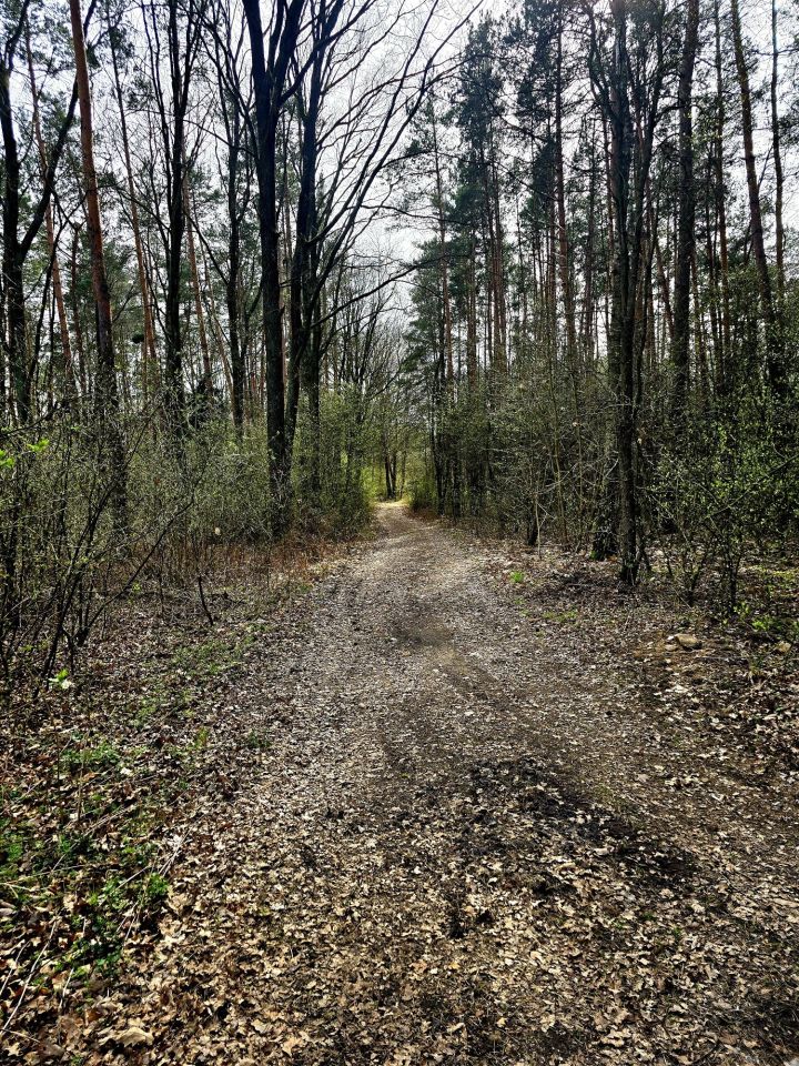 Działka leśna Daniszewice. Zdjęcie 8