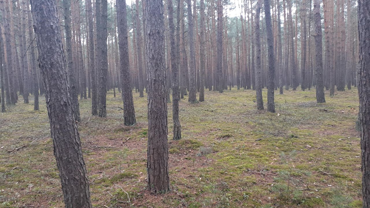 Działka leśna Polesie. Zdjęcie 3