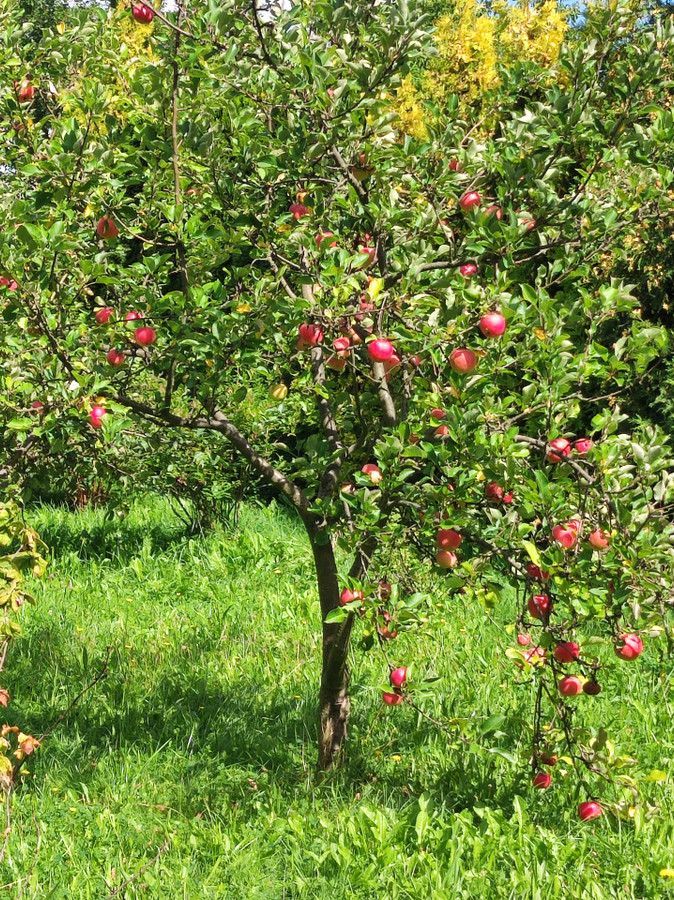 Działka budowlana Miedziana Góra. Zdjęcie 13