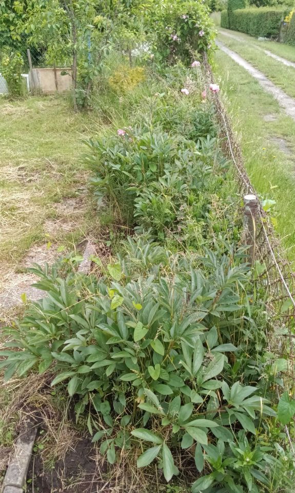 Działka rod Koszalin, ul. Holenderska. Zdjęcie 6