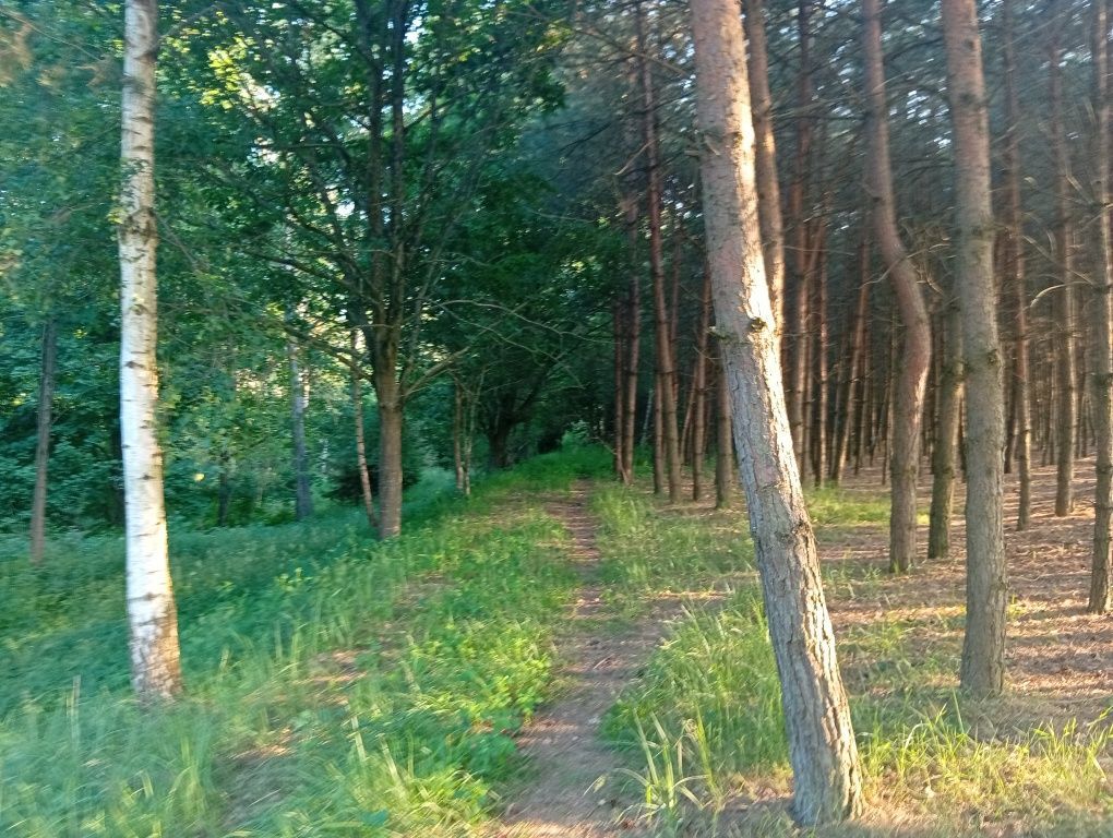 Działka Trzciano. Zdjęcie 2