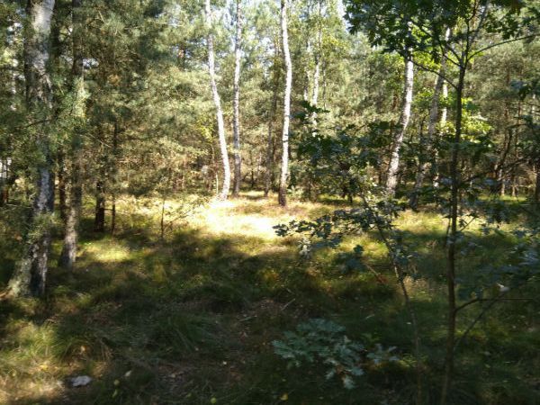 Działka leśna Budy-Grzybek. Zdjęcie 1