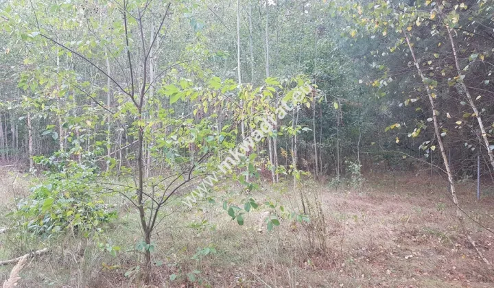 Działka budowlana Nowe Budy