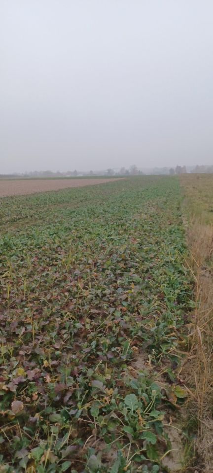 Działka rolna Parznice. Zdjęcie 4