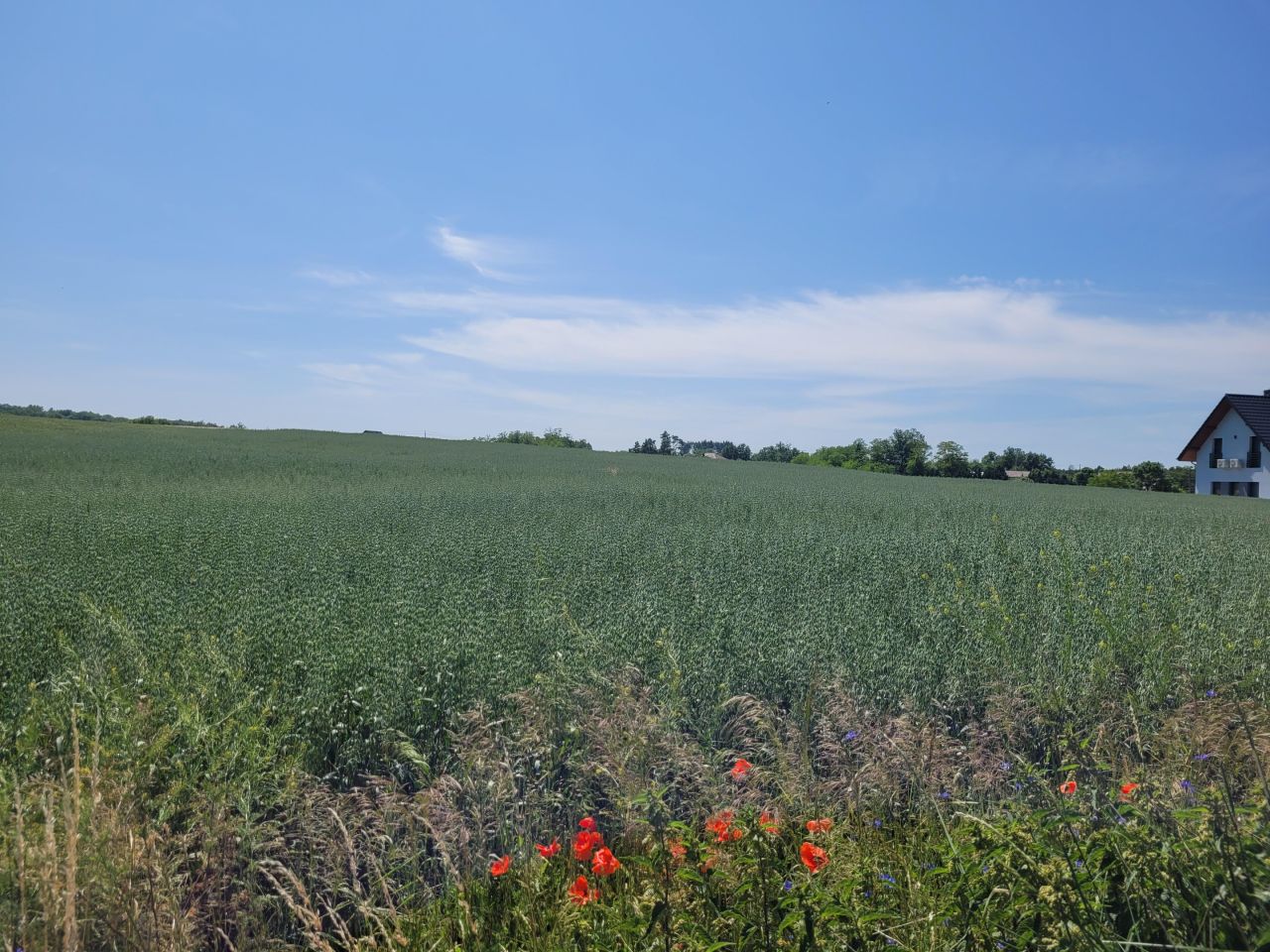 Działka budowlana Cedynia, ul. Kolonia. Zdjęcie 3