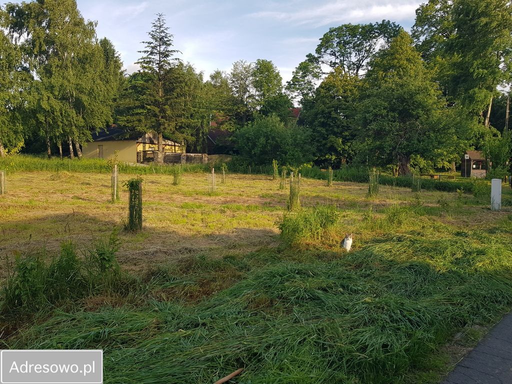 Działka siedliskowa Wolimierz. Zdjęcie 11