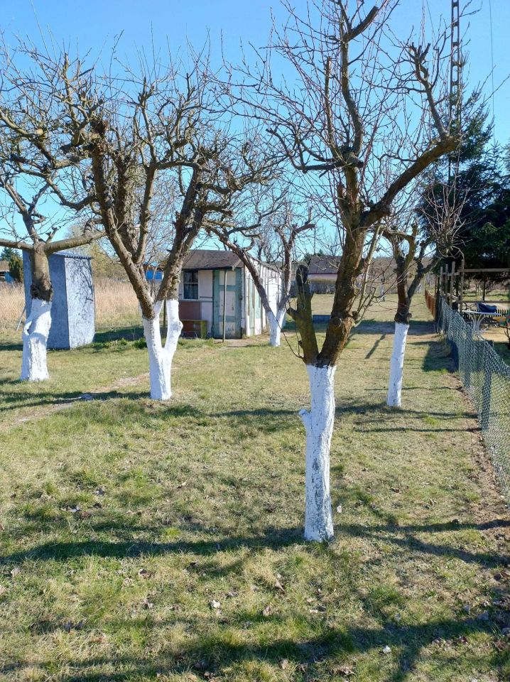 Działka rod Dębno, ul. Dargomyska. Zdjęcie 3