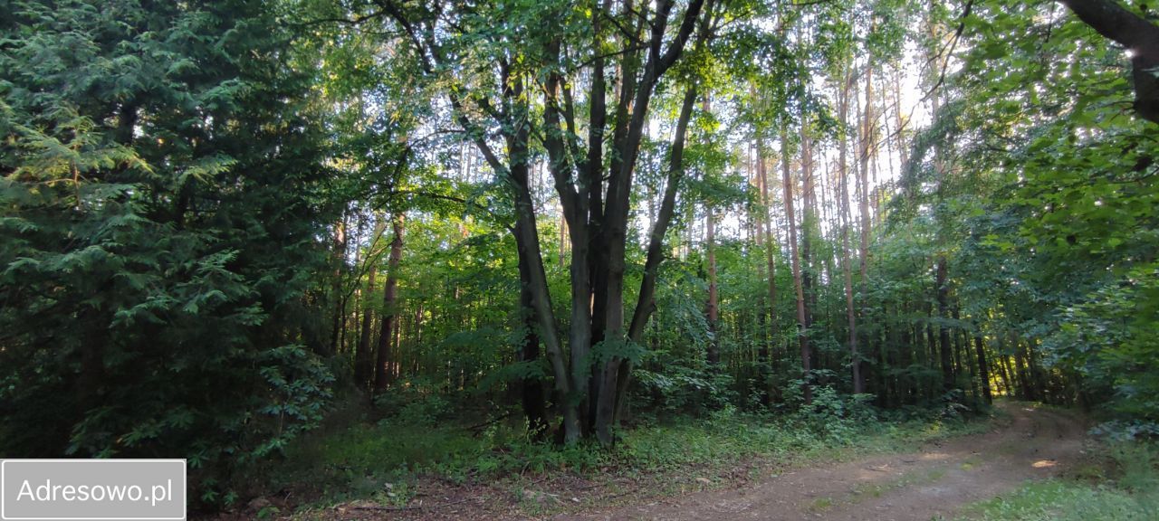 Działka budowlana Olszanka. Zdjęcie 4