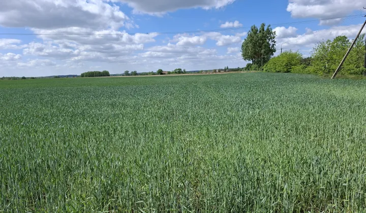 Działka rolno-budowlana Białaszewo-Kolonia, Białaszewo kolonia