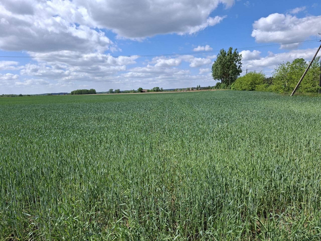 Działka rolno-budowlana Białaszewo-Kolonia, Białaszewo kolonia. Zdjęcie 1