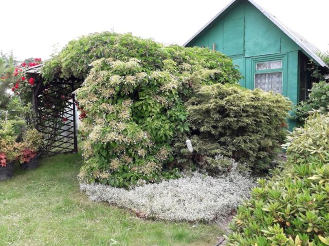 Działka rod Gdańsk Brzeźno, ul. Gdańska. Zdjęcie 1