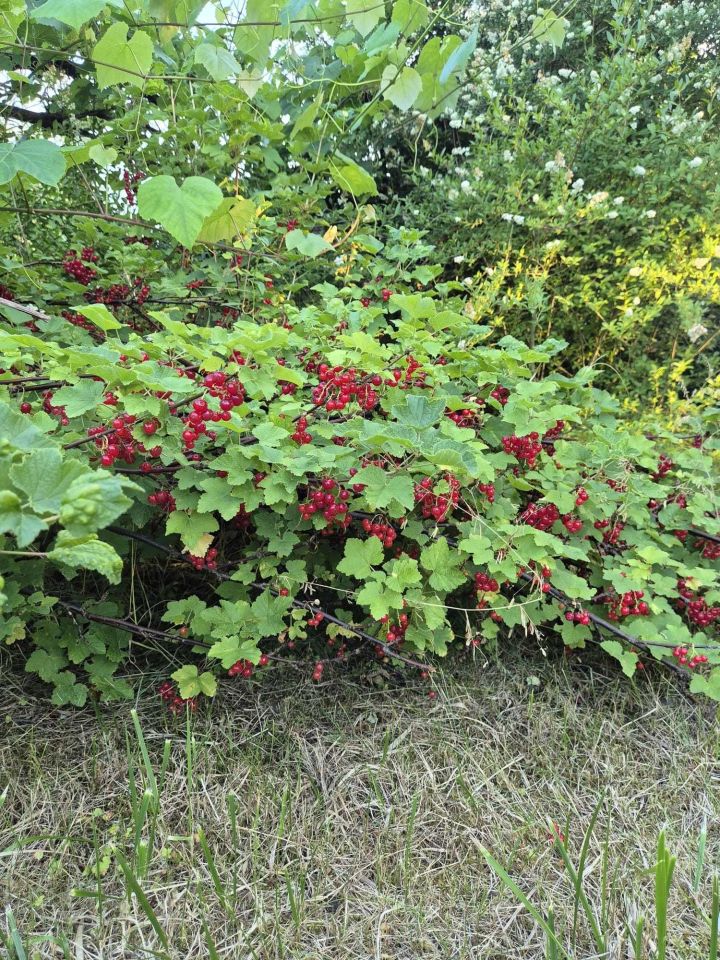 Działka rod Gorzów Wielkopolski, ul. Śląska. Zdjęcie 7