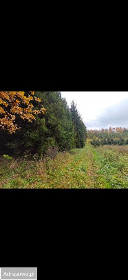 Działka rolno-budowlana Kiersztanowo. Zdjęcie 3