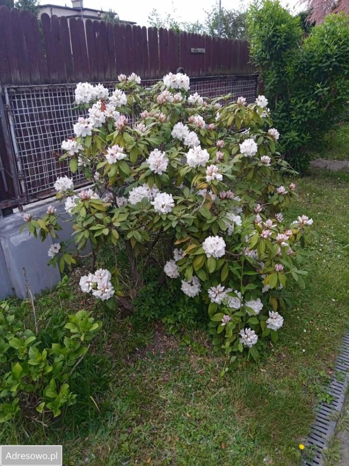 dom wolnostojący, 6 pokoi Rybnik. Zdjęcie 17