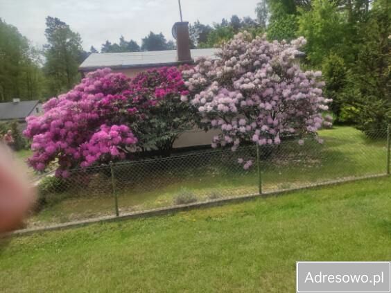 Działka rod Regny. Zdjęcie 1