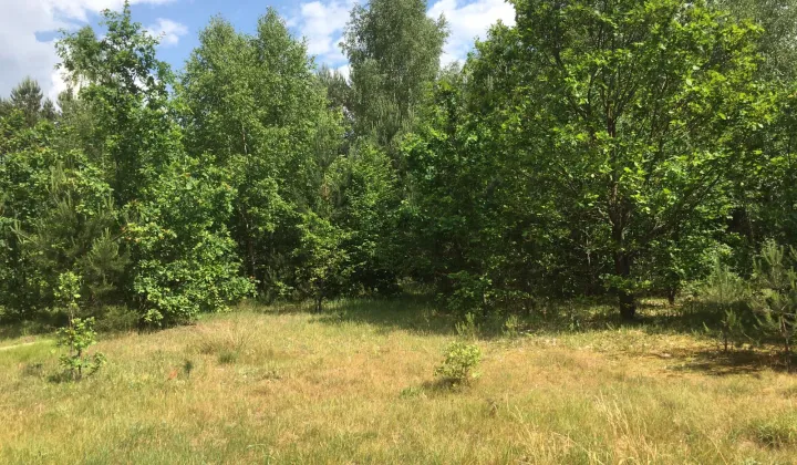 Działka rolna Plichta