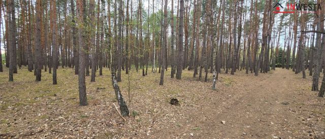 Działka leśna Świniotop. Zdjęcie 1