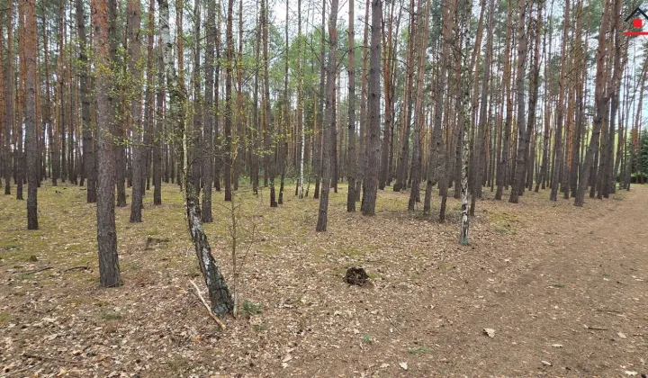 Działka leśna Świniotop