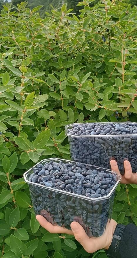 Działka rolna Skorzynice. Zdjęcie 2