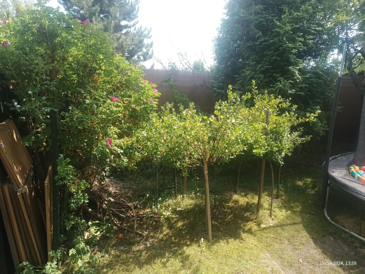Działka rod Gliwice Stare Gliwice. Zdjęcie 6