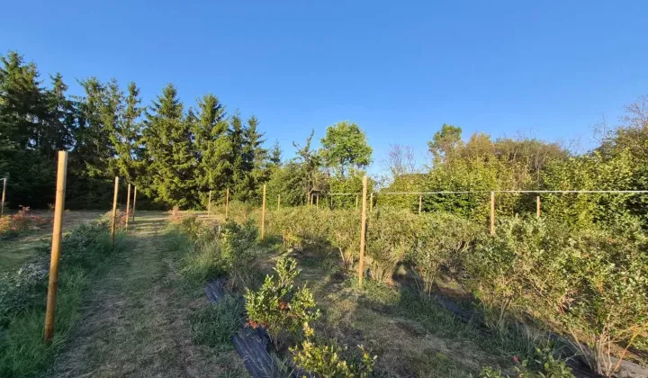 Działka budowlana Zębowice