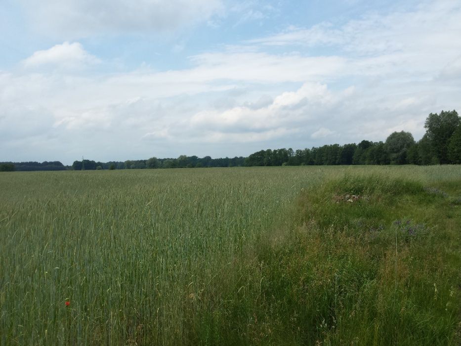 Działka budowlana Wilków. Zdjęcie 4