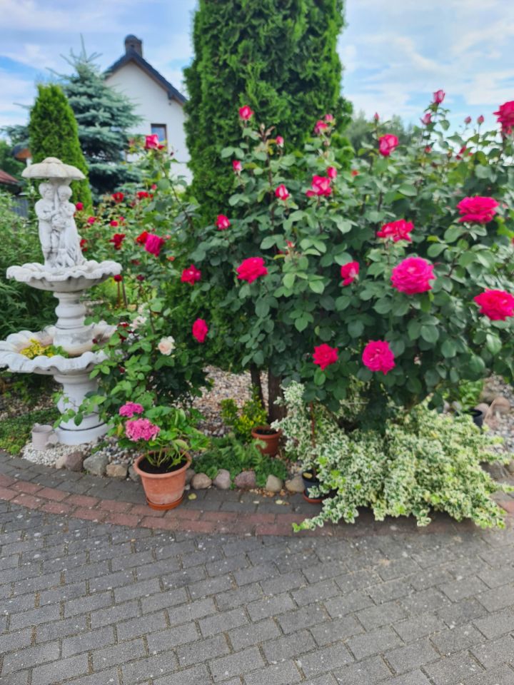 dom wolnostojący, 4 pokoje Konin Wilków, ul. Wierzbowa. Zdjęcie 15