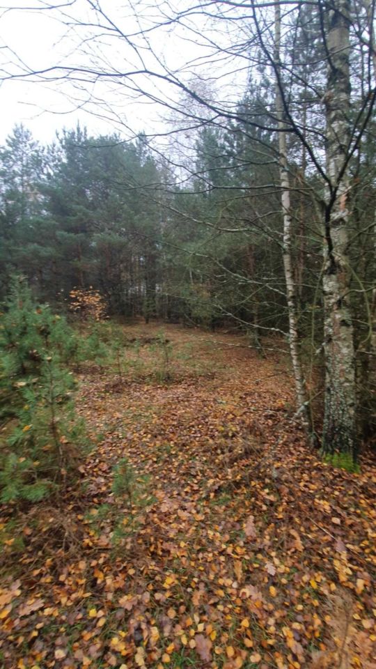 Działka leśna Helenów. Zdjęcie 8