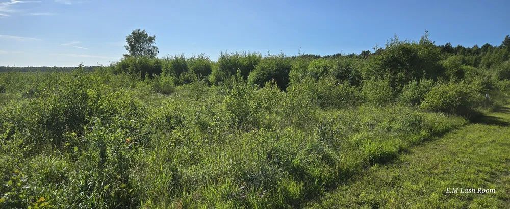 Działka rolna Sulicice Ameryka. Zdjęcie 2