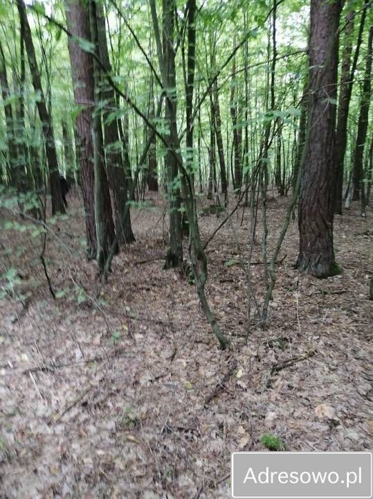 Działka leśna Korczówka. Zdjęcie 3