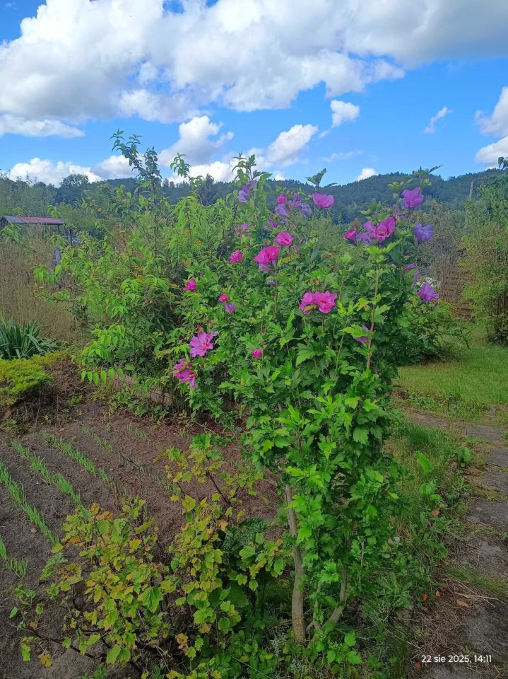 Działka rod Wejherowo, ul. Nadrzeczna. Zdjęcie 3