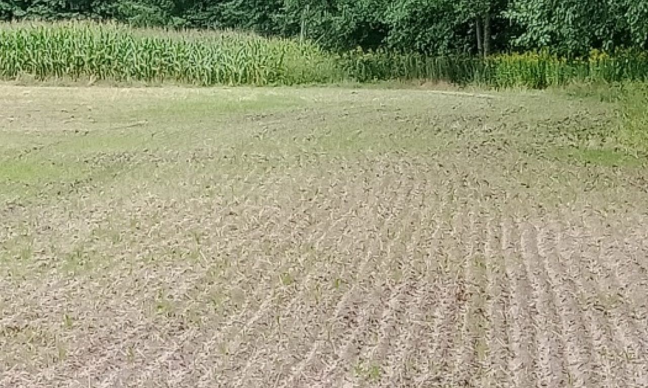 Działka inwestycyjna Dębina, ul. Polna. Zdjęcie 4