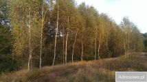 Działka leśna Szczechowo. Zdjęcie 3