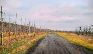 Działka rolna Sobienie Biskupie