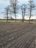 Działka rolno-budowlana Byszewice. Zdjęcie 3