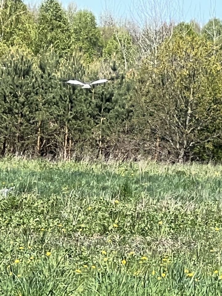 Działka rolno-budowlana Brajniki. Zdjęcie 4