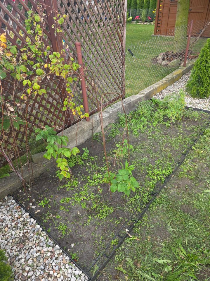 Działka rod Annowo. Zdjęcie 2