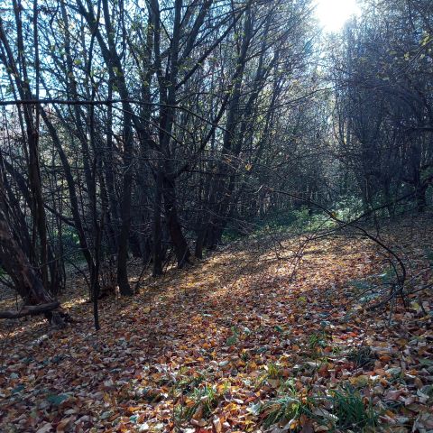 Działka leśna Żerosławice, działka nr 222. Zdjęcie 1